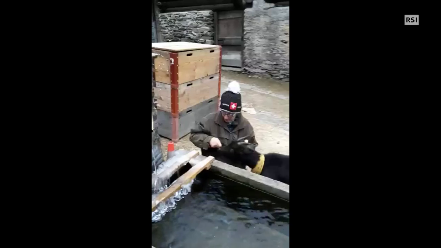 Video ascoltatrice con la sua capra
