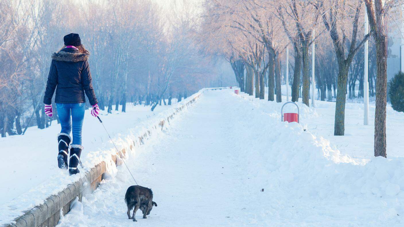 camminare sulla neve con in cane