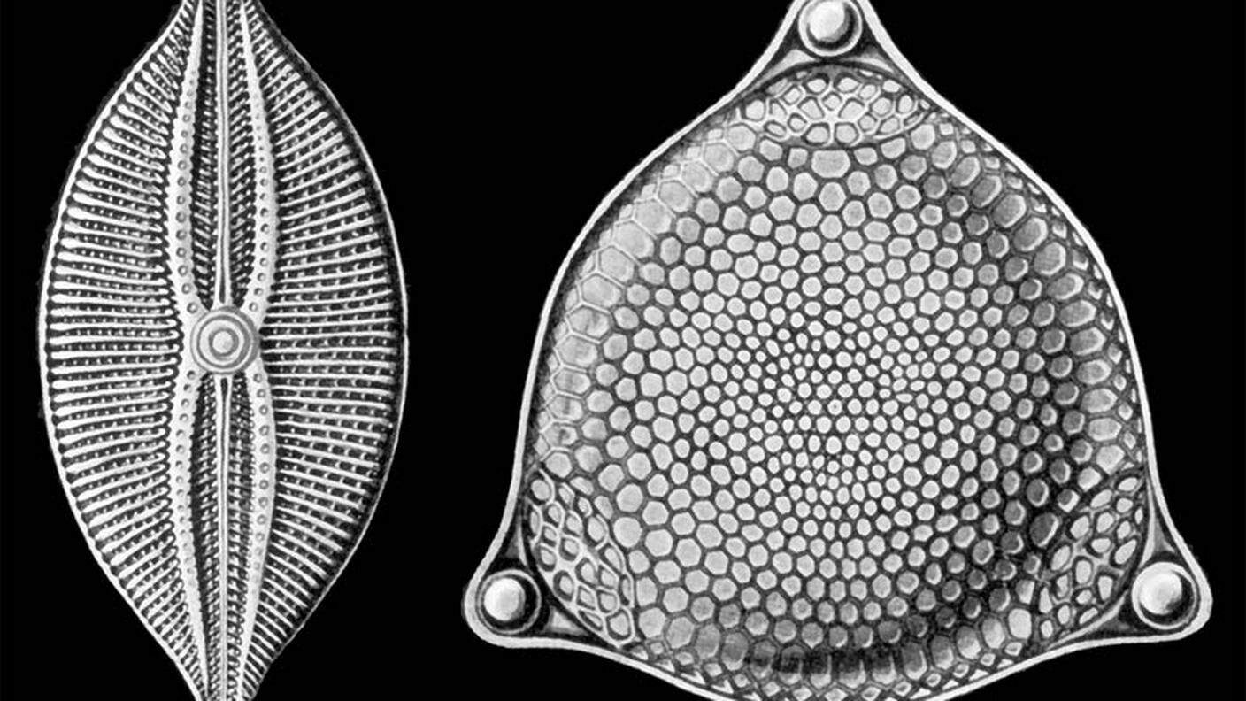 Diatomeas-Haeckel