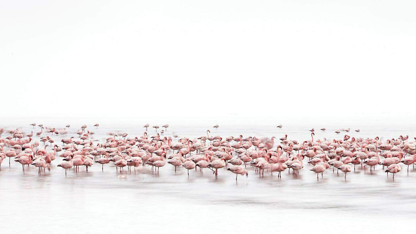 A flock of flamingoes in the waters of Walvis Bay, Namibia
