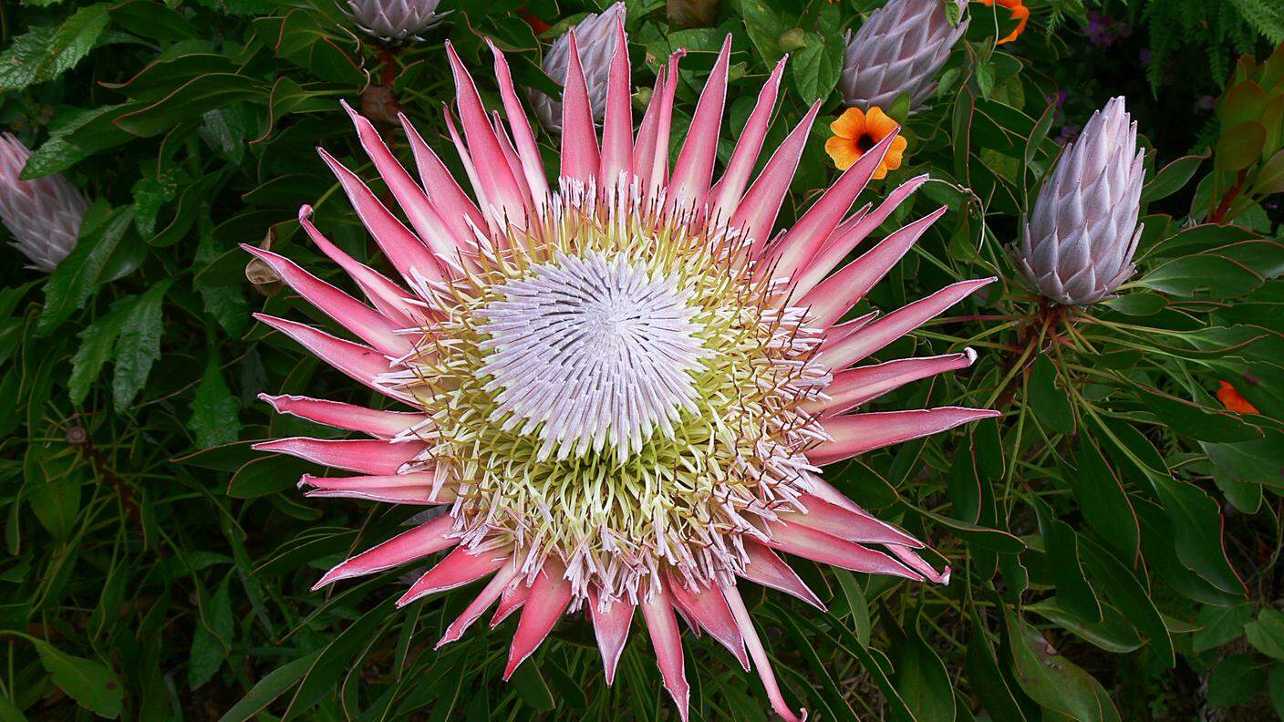 Kingprotea (P. cynaroides), Western Cape, South Africa