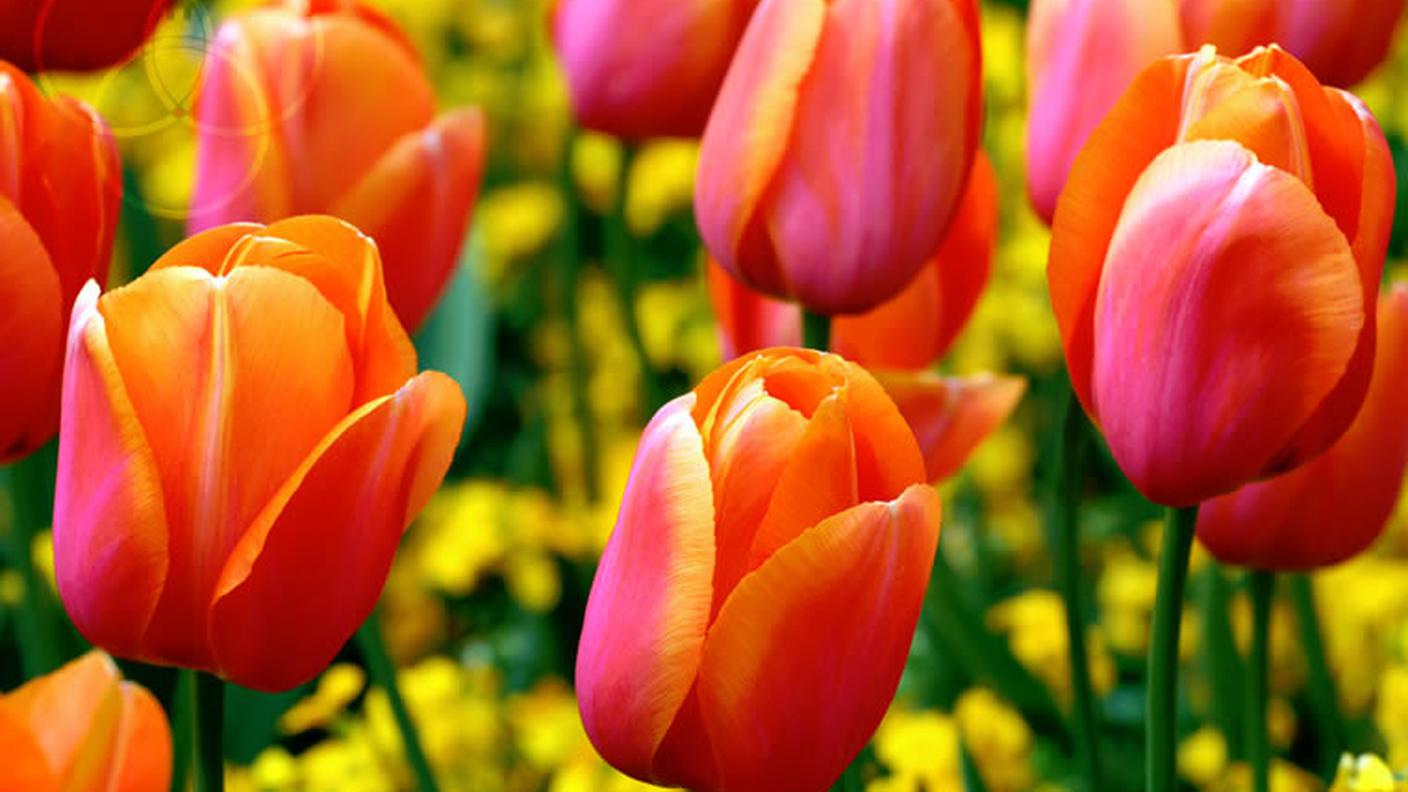 tulipani.jpg