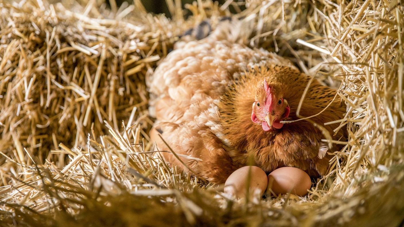 Gallina