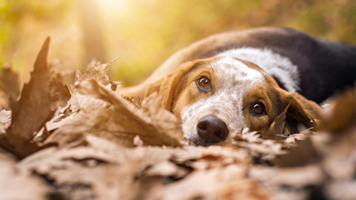 Autunno, Stagione, Cane, Foglia, Animale, giù di morale