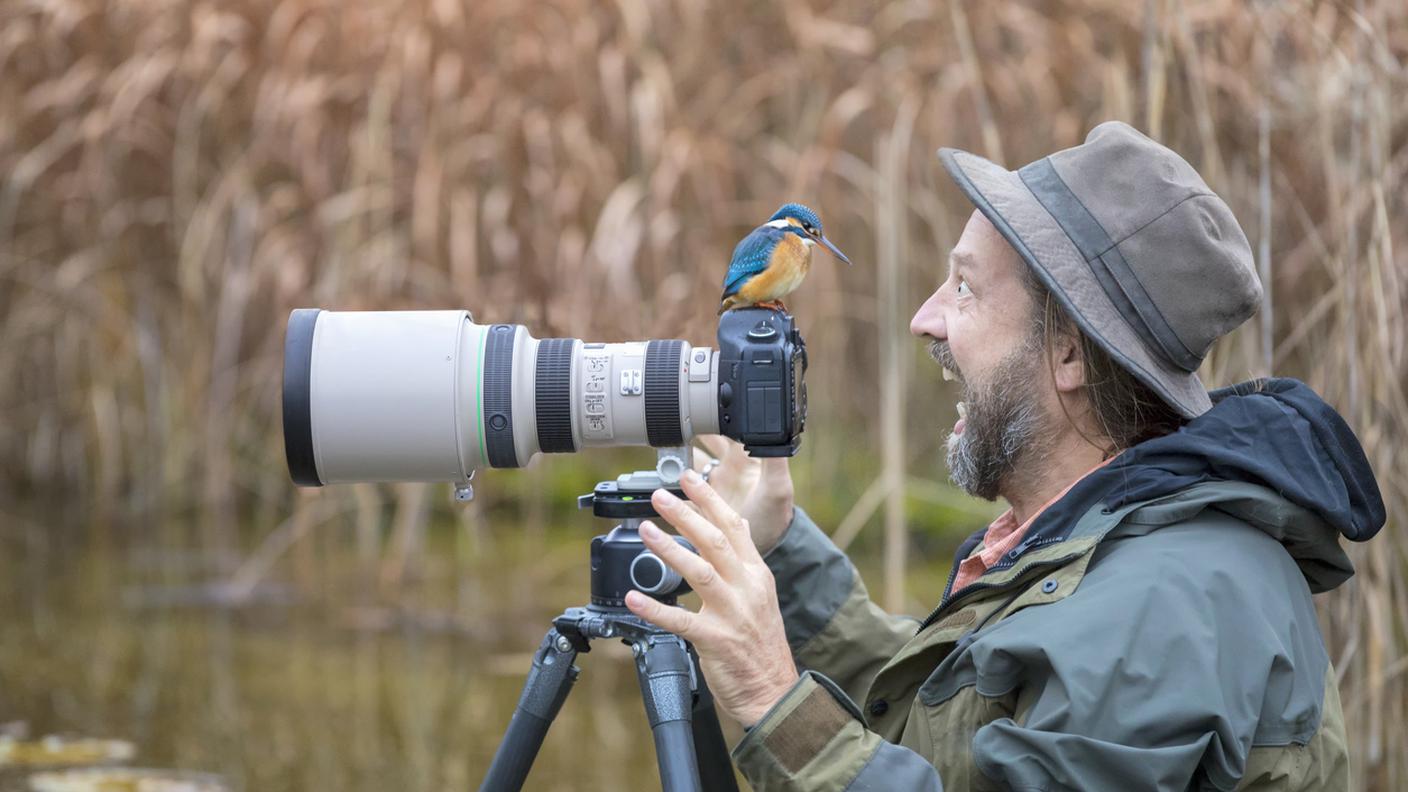 paura degli animali, uccelli