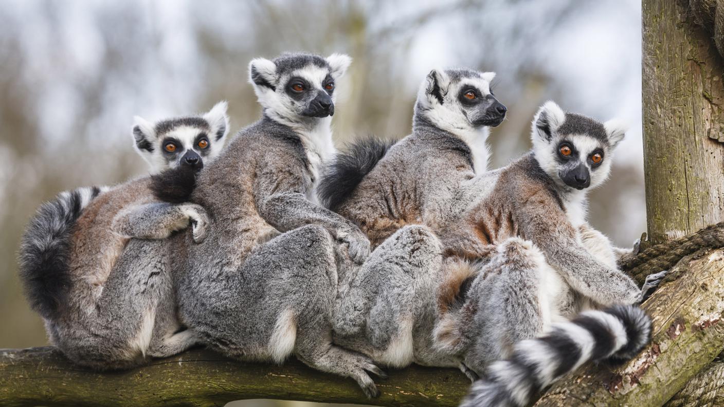 Lemuri Madagascar  