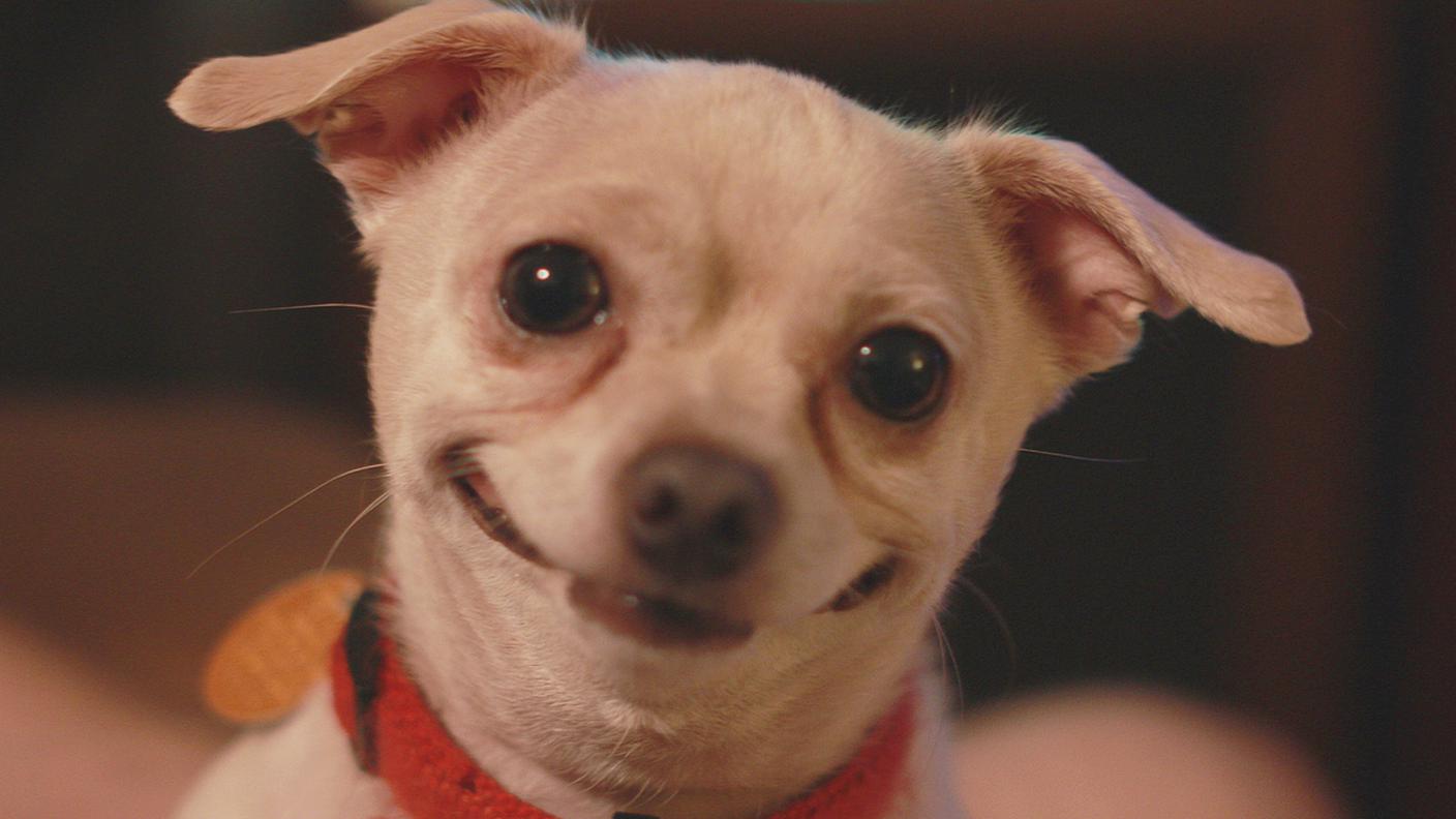barzelletta, cane, ridere, gag