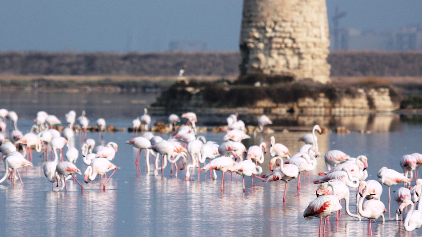 trapani saline uccelli 3