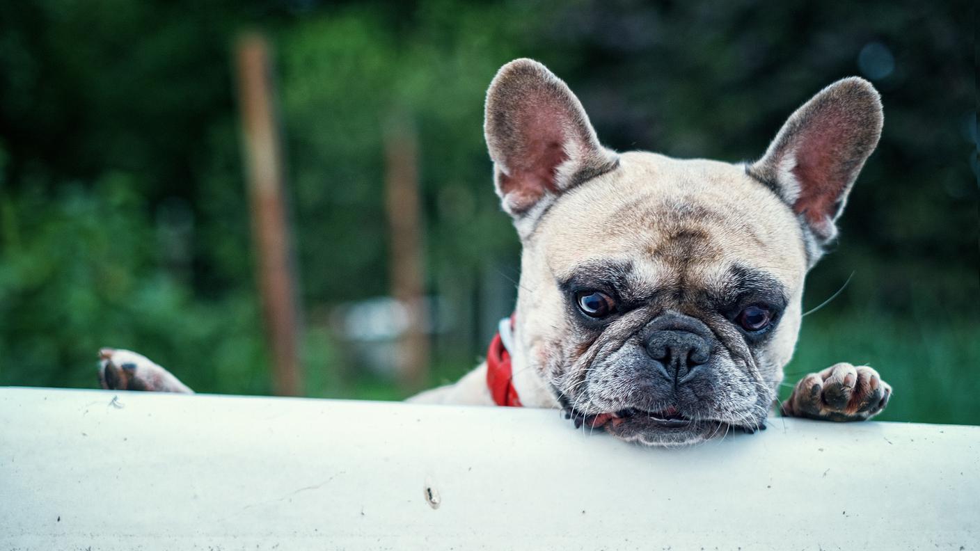 french-bulldog-1482614_1920.jpg