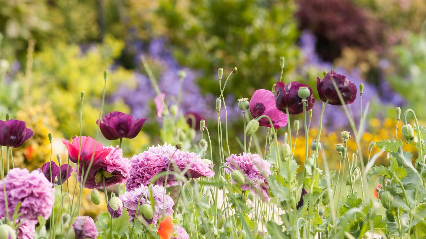 fiori, giardino, casa, biodiversità