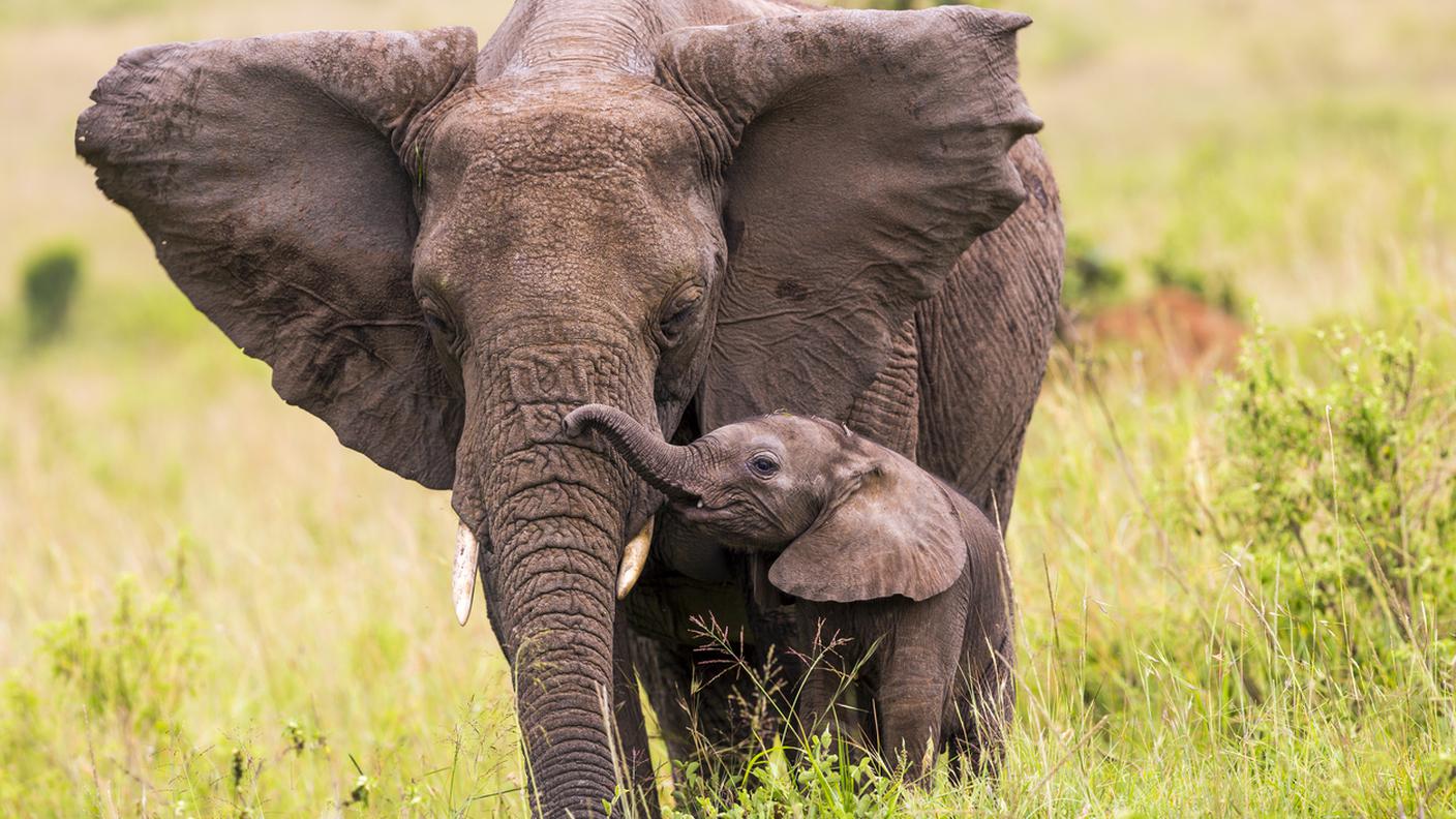 Elefante africano e figlio
