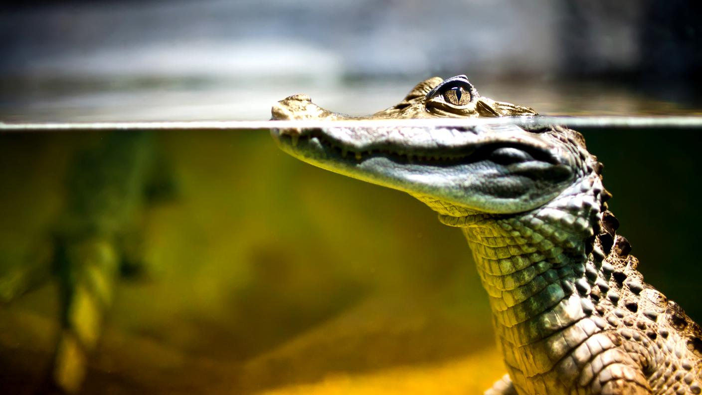 Il coccodrillo Caiman 