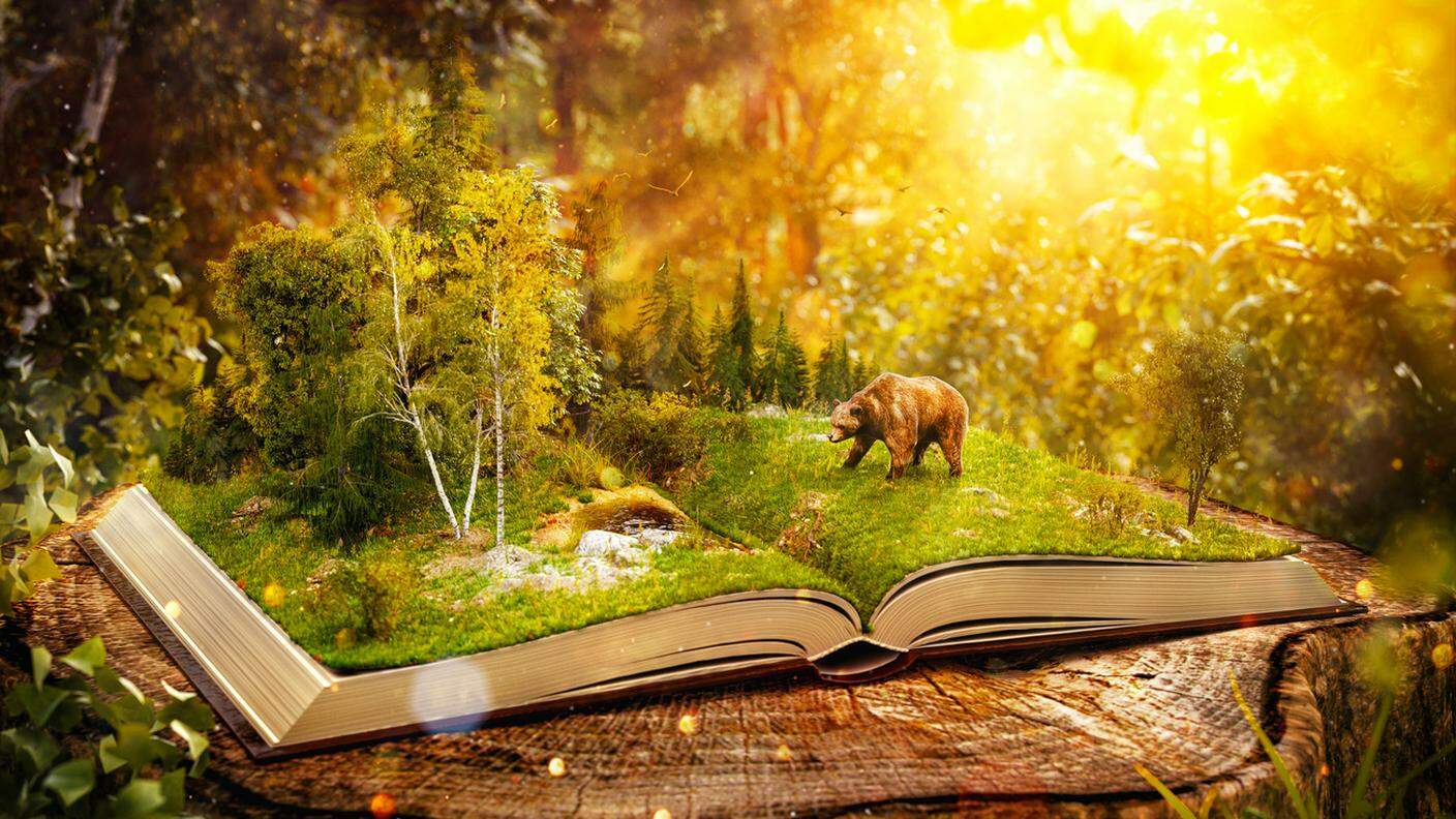 libro aperto, immagine, territorio, bosco, orso