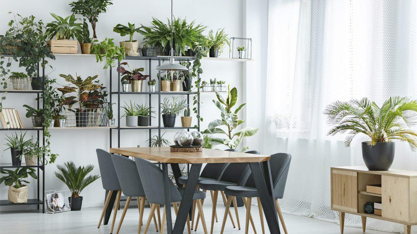 soggiorno, piante, vaso