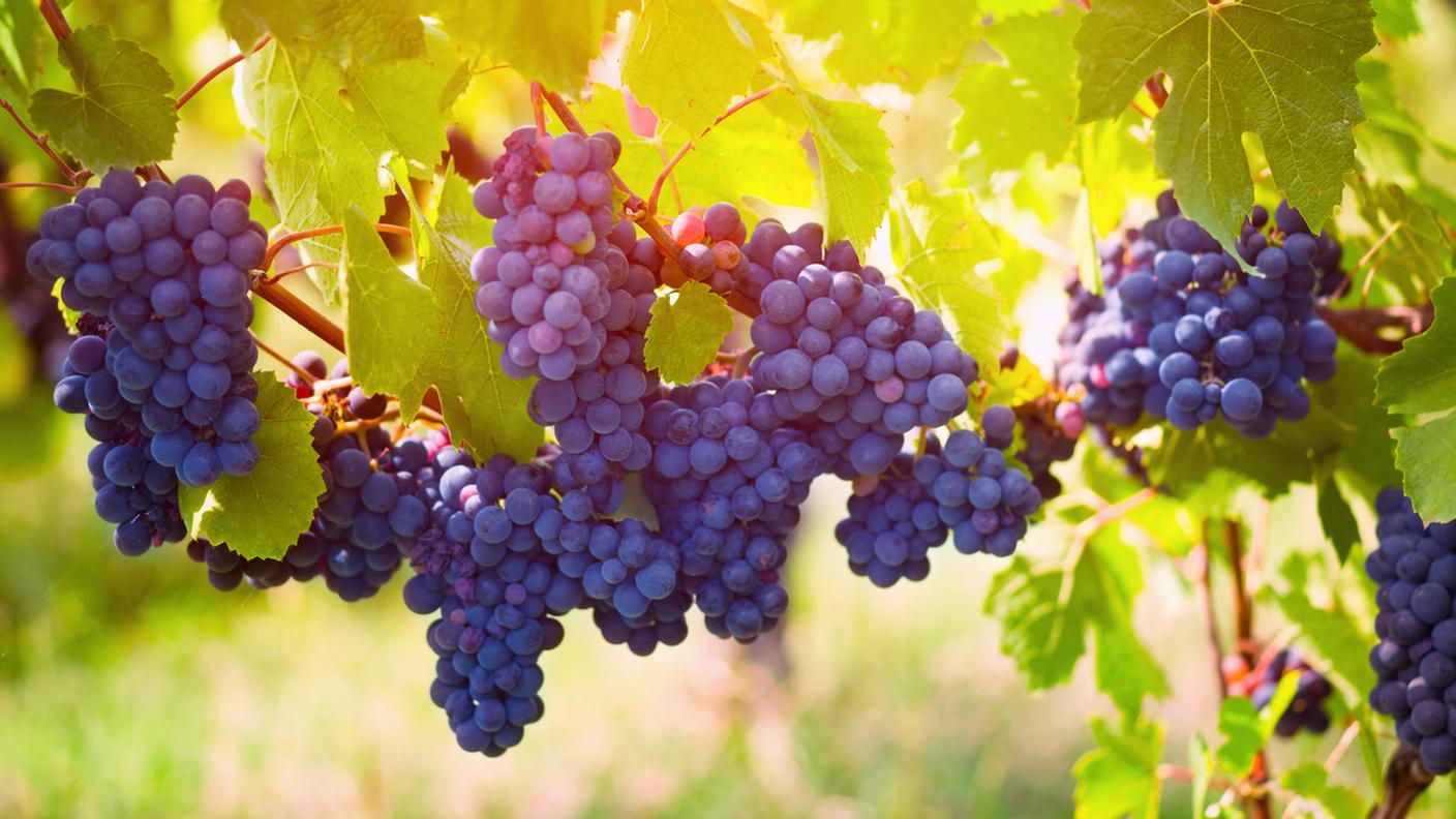 Azienda vinivola, Uva Pinot nero, Francia, Autunno, acini, grappoli, Uva al sole