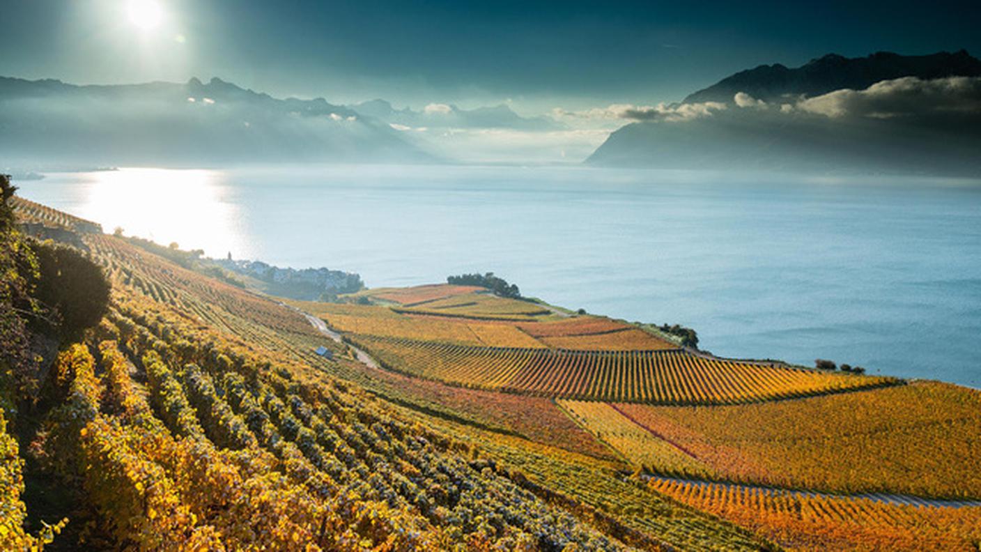 Lavaux