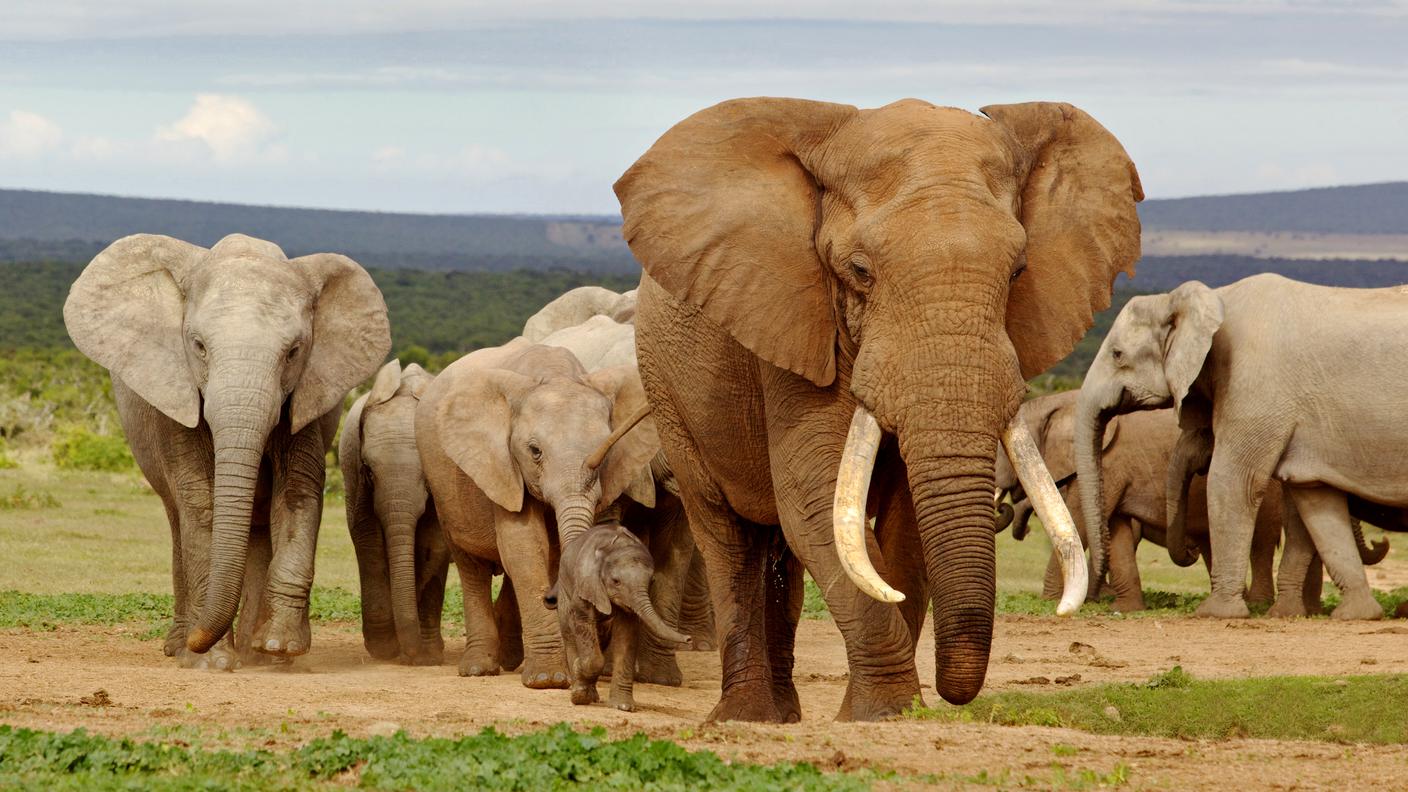 Gli elefanti del Sudafrica