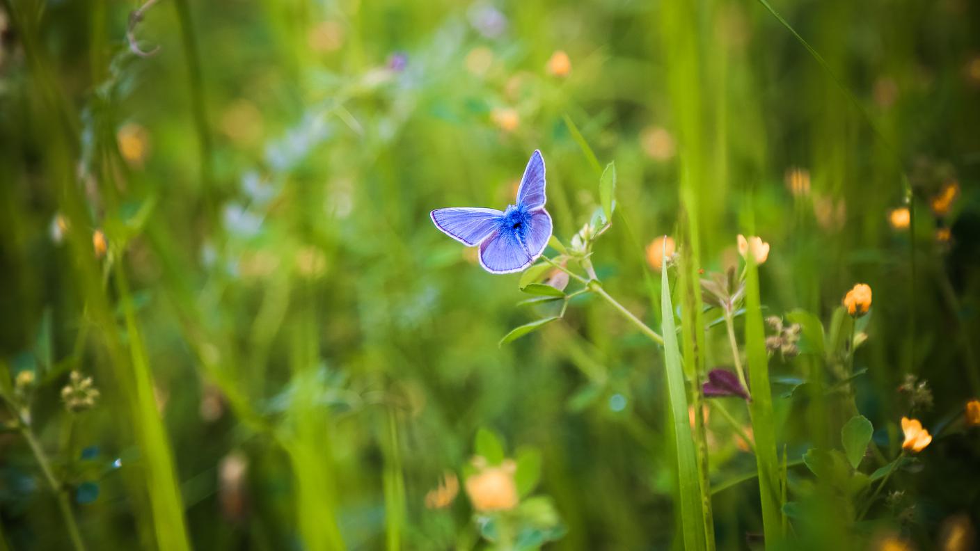 Biodiversità