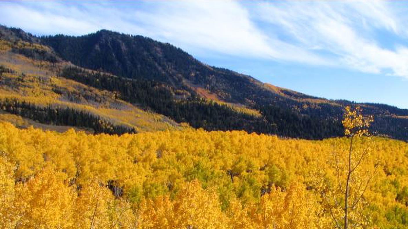 pando