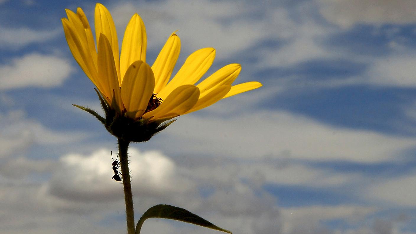 formica girasole