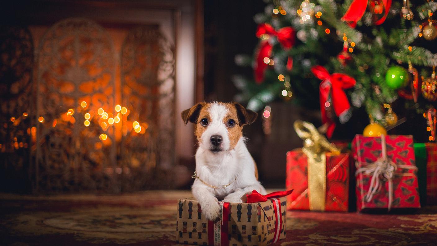 cagnolino