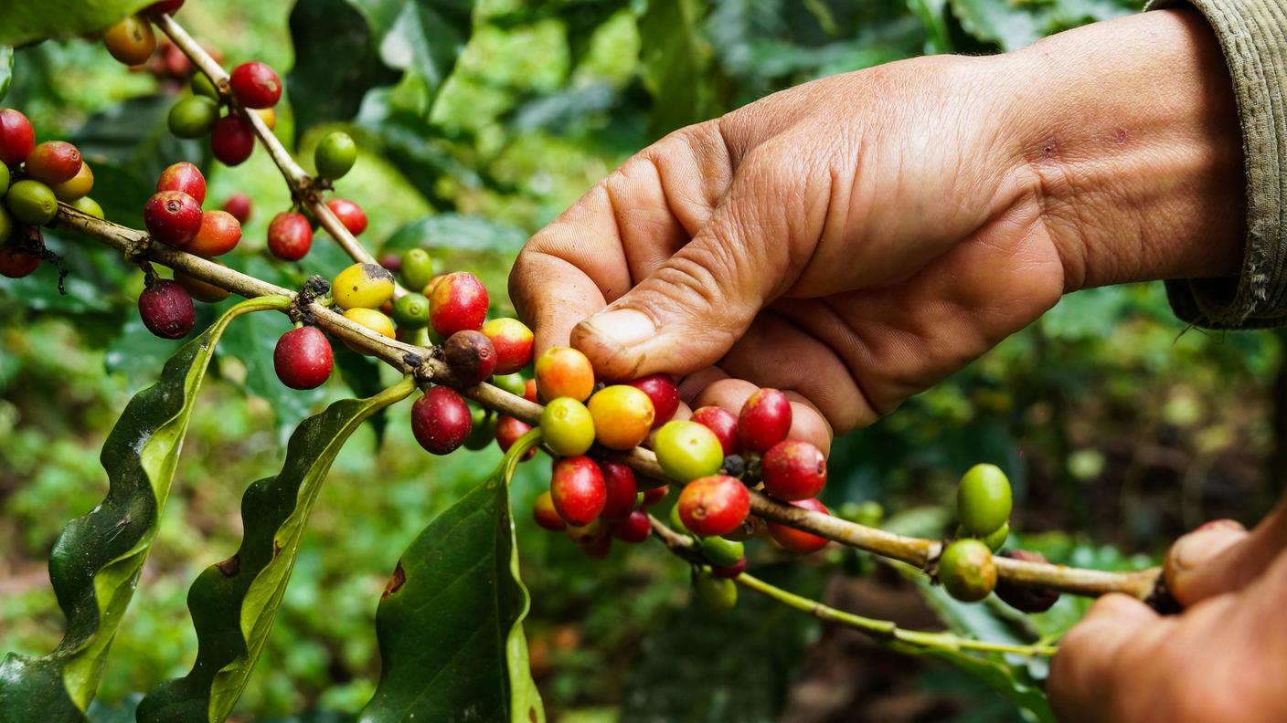 pianta di caffé