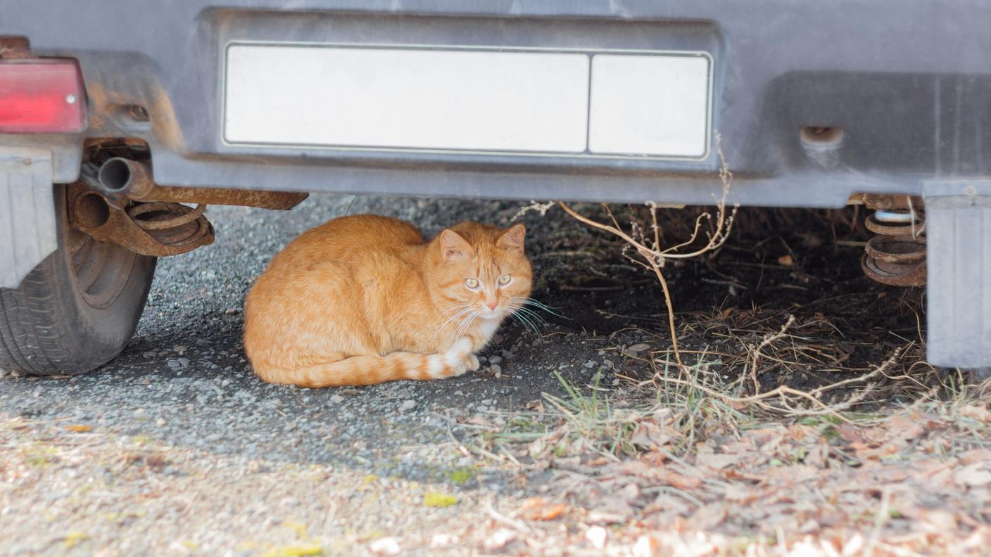 gatto selvatico