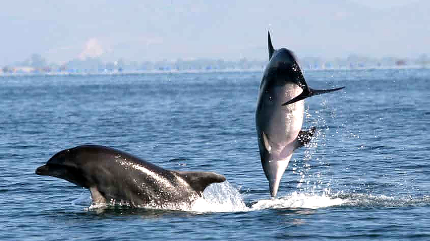 Delfini