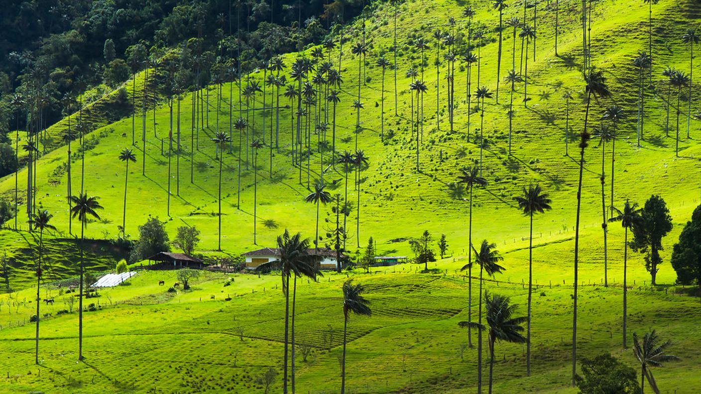 Palme cera colombia