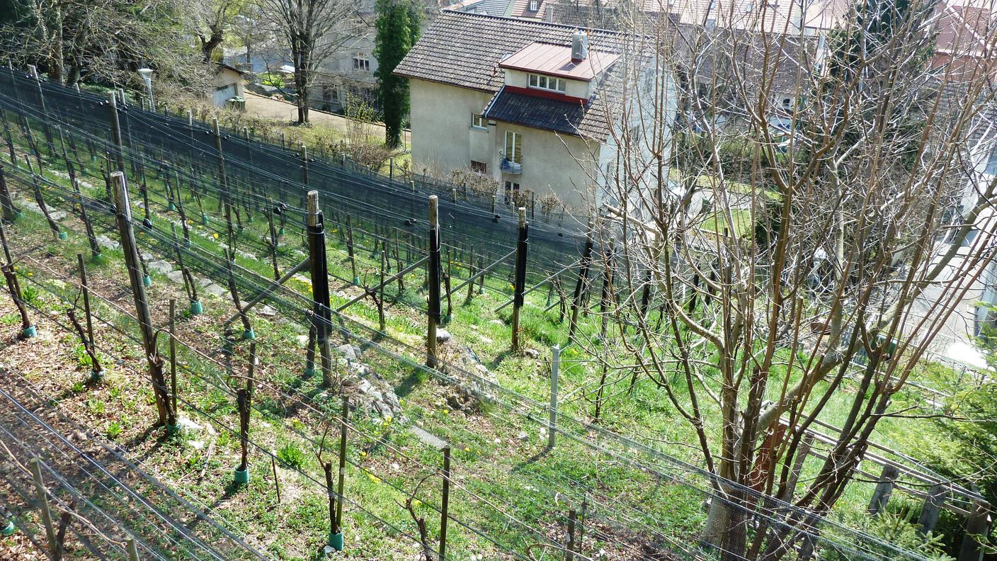 Aurèle Morf 02