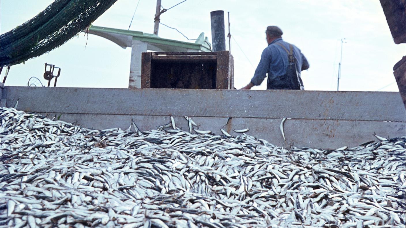 pescicoltura