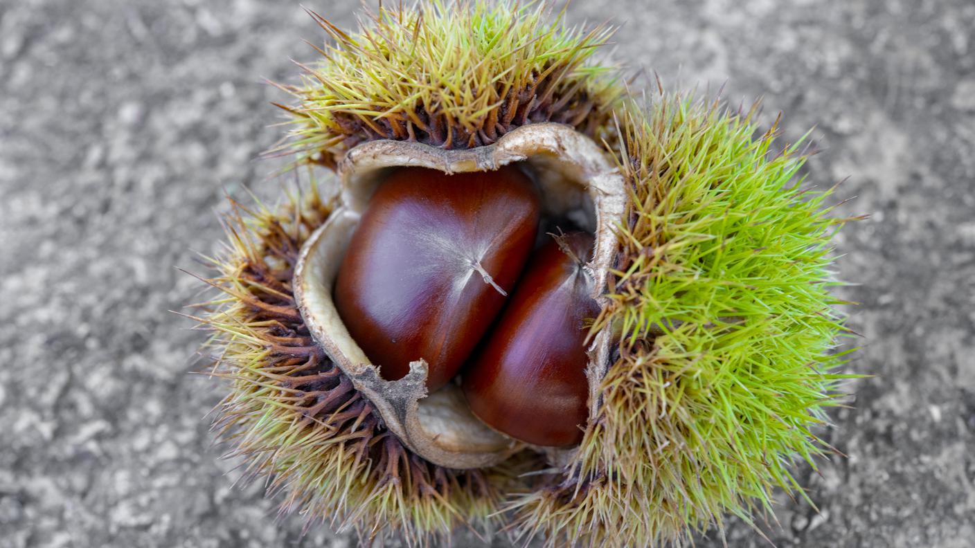 castagne