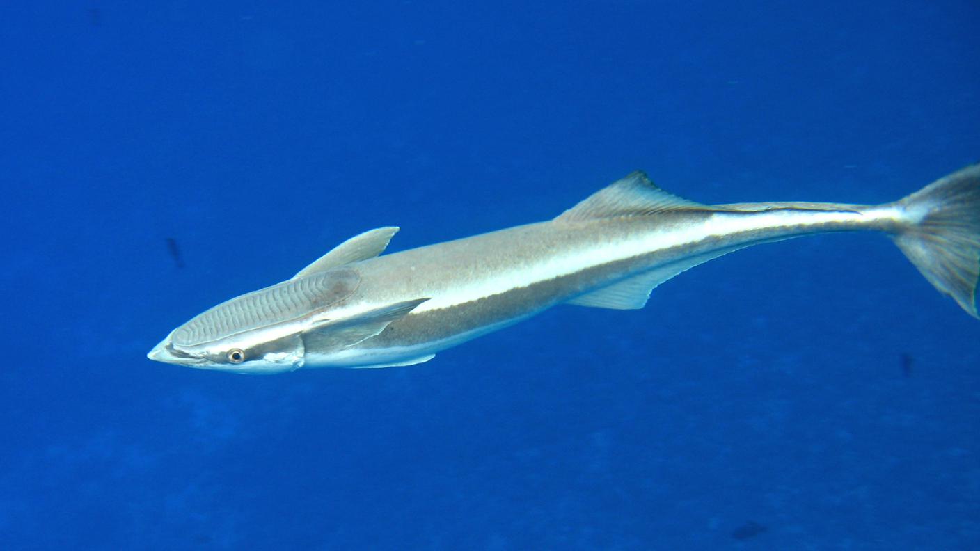 Remora