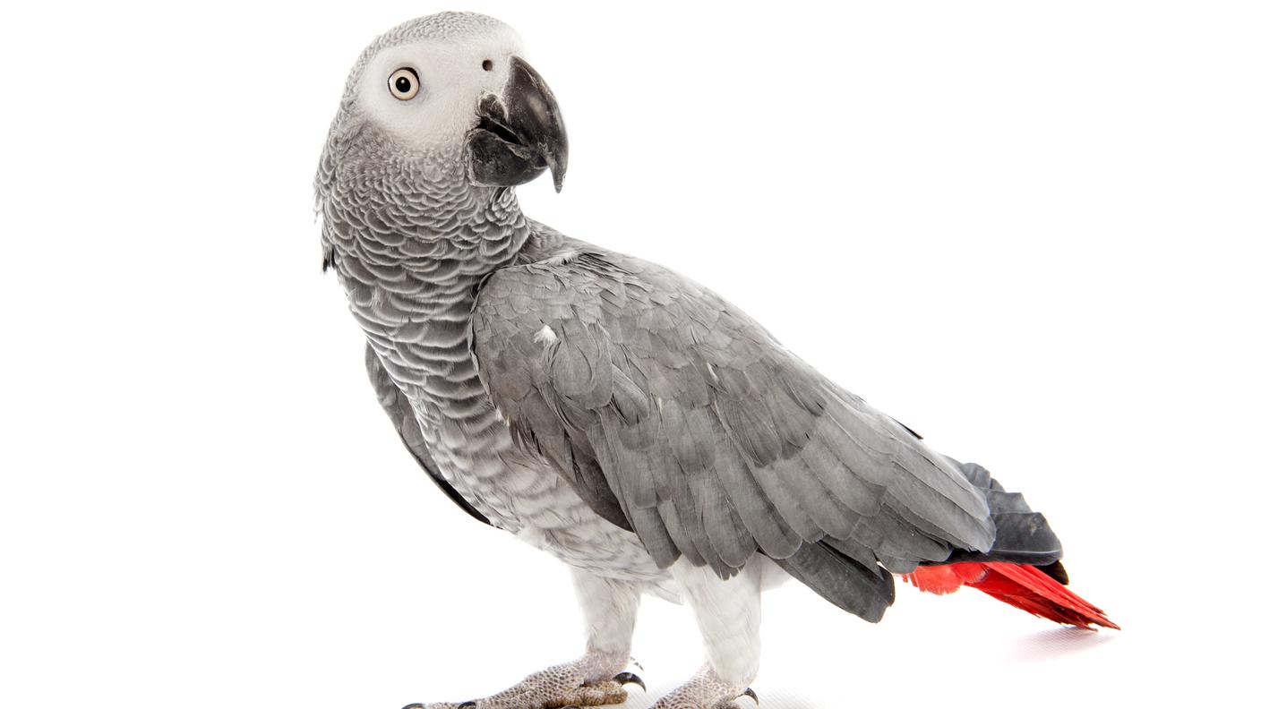 Pappagalli altruisti