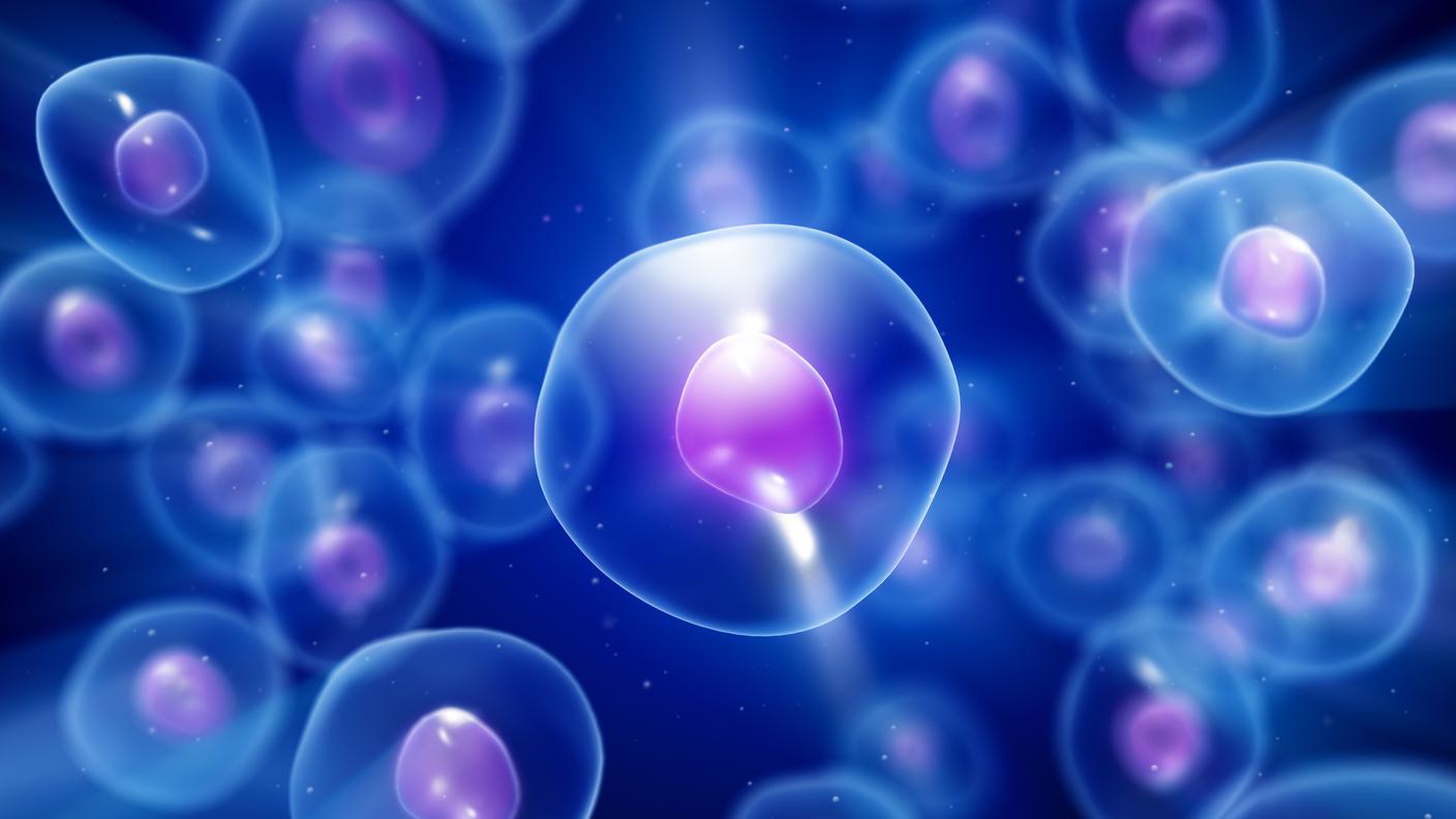 Cellule