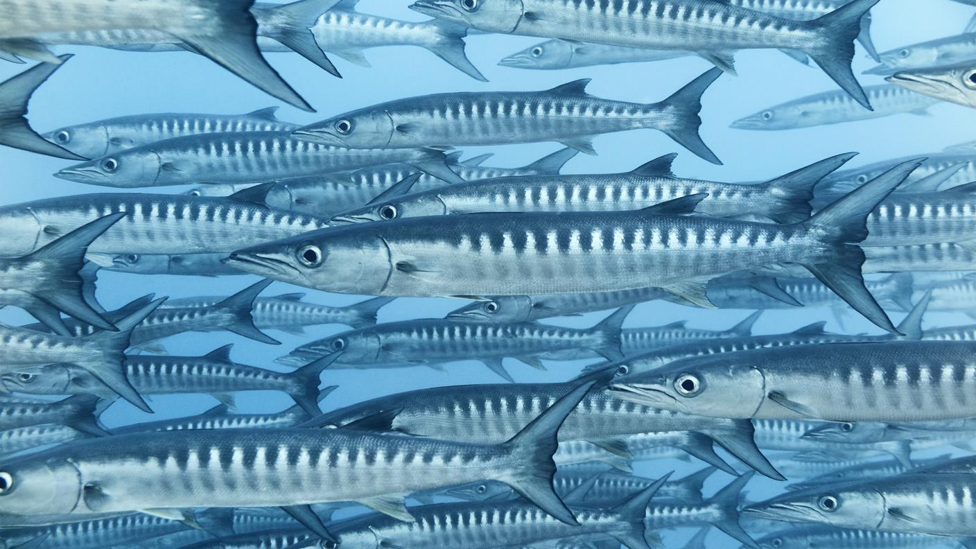 Barracuda mediterraneo