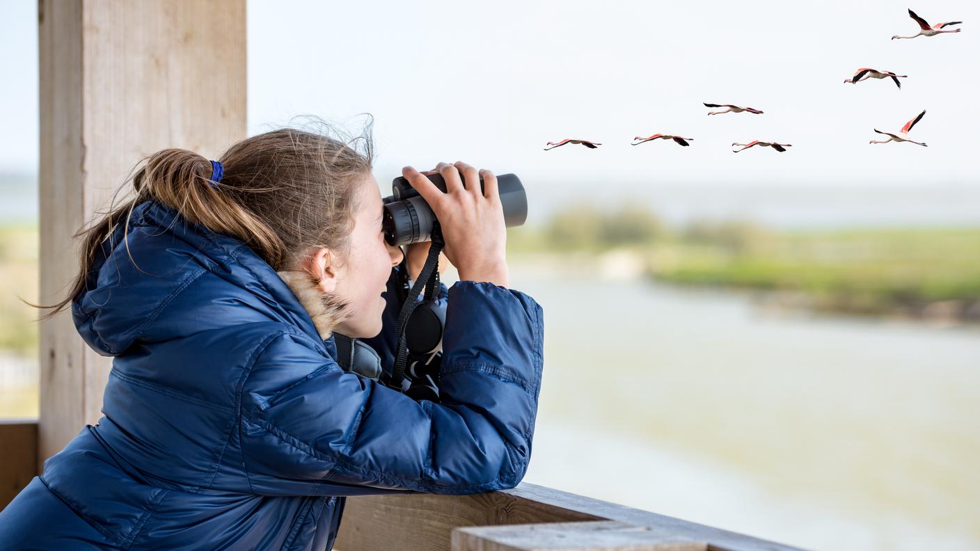 Birdwatching
