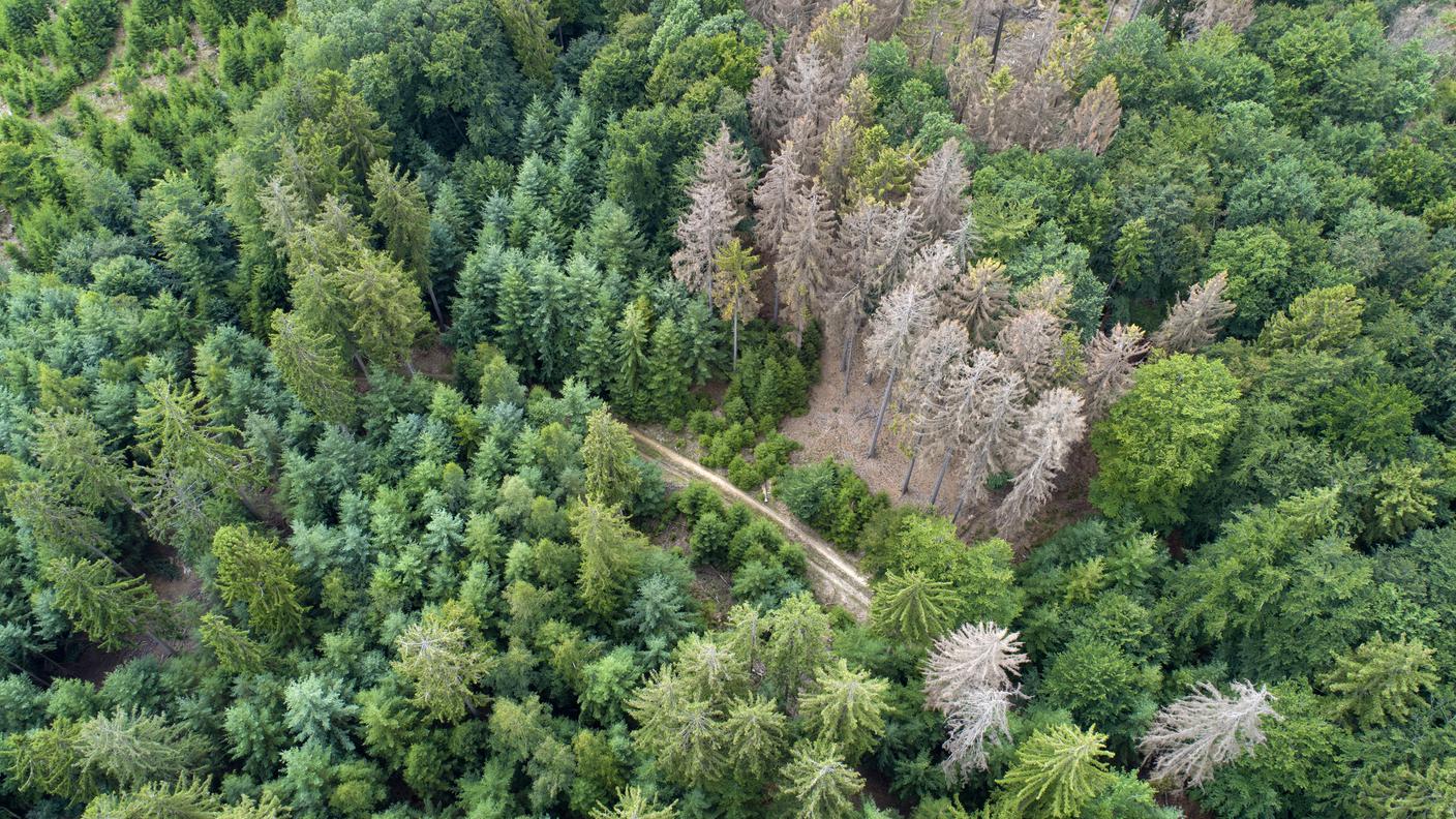 Foresta