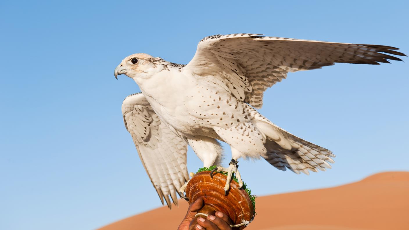 Falconeria