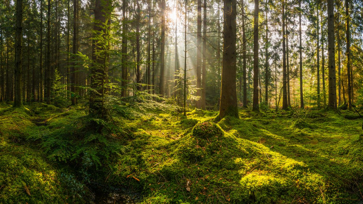 bosco, Rispettare la natura