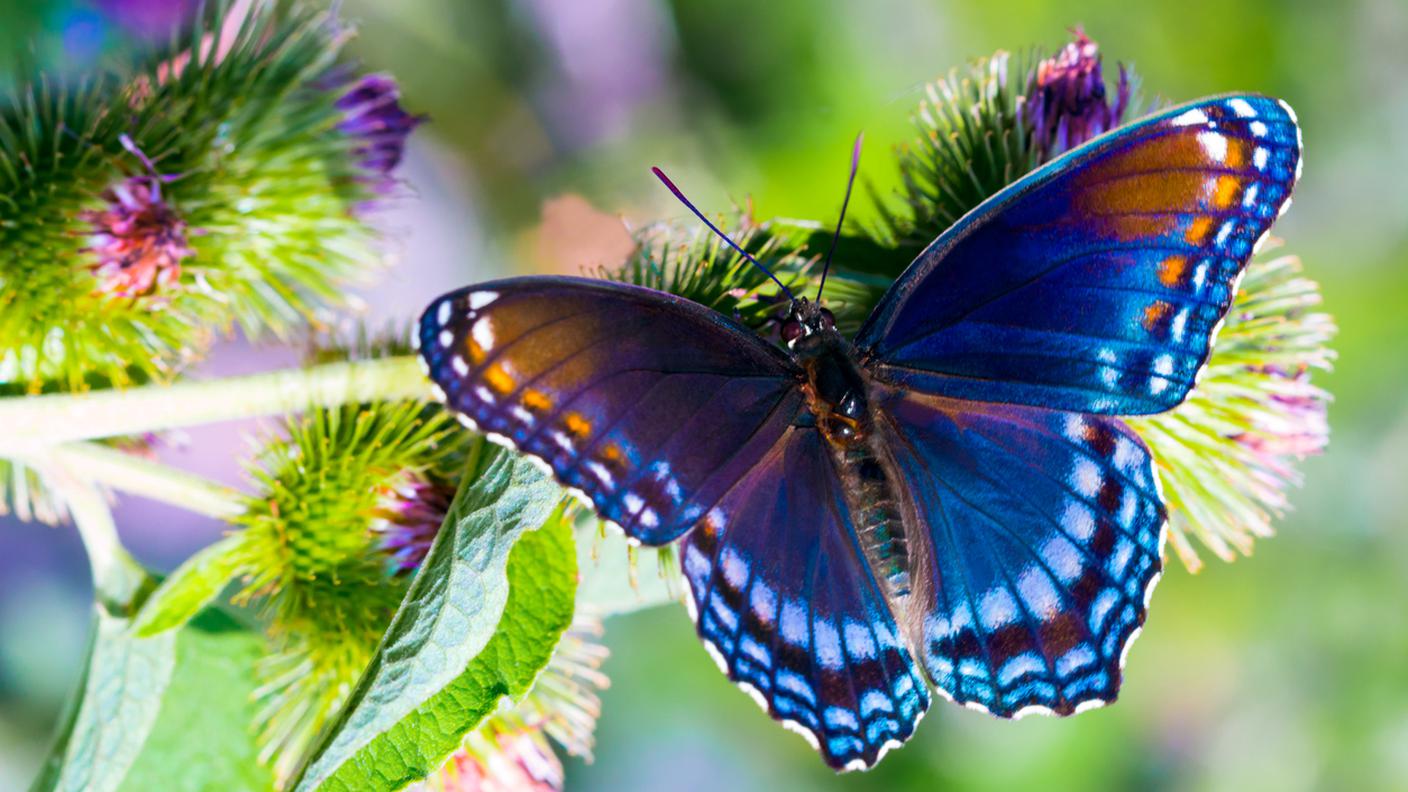 entomologia, studio degli insetti, farfalla 