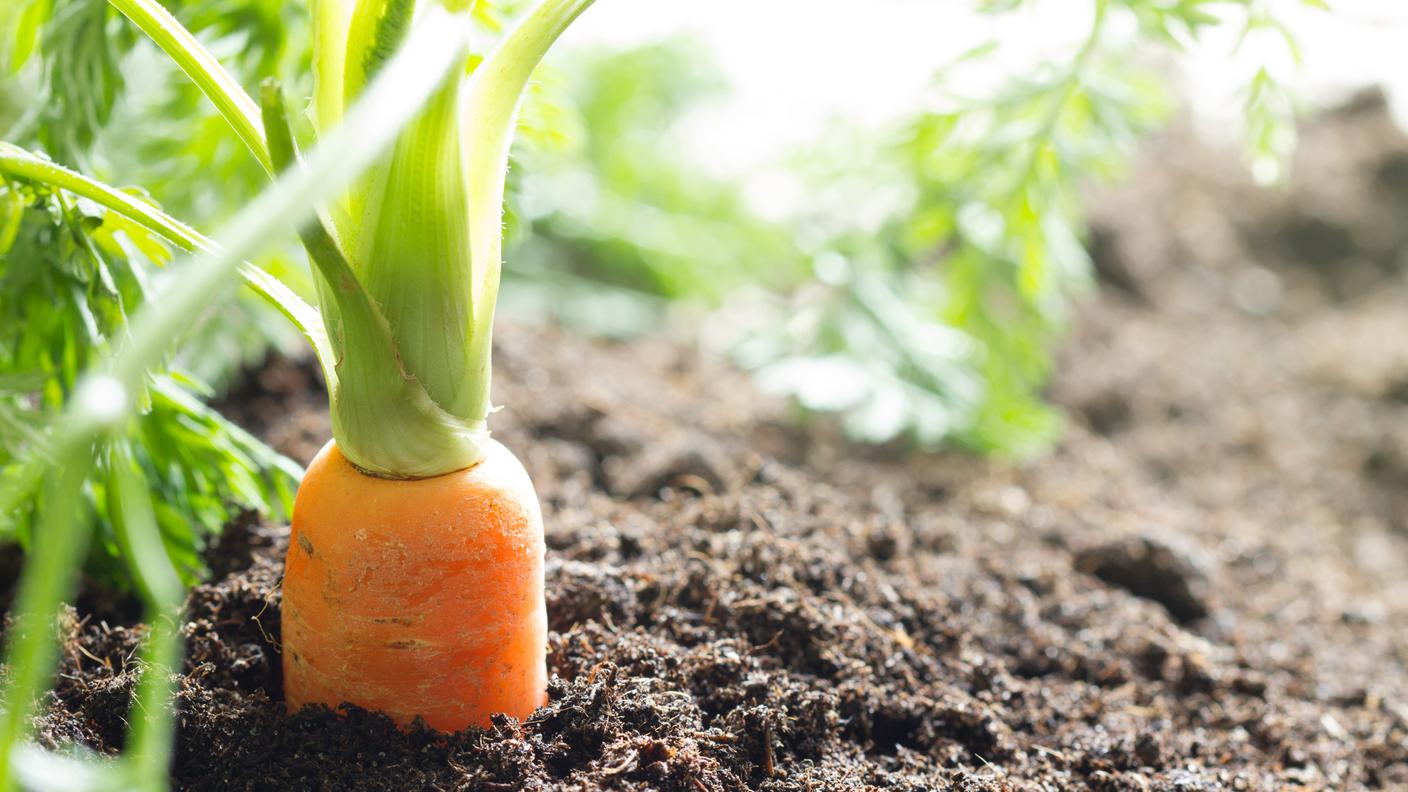 Carota