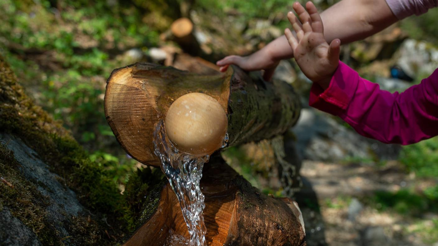 Il fascino del bosco