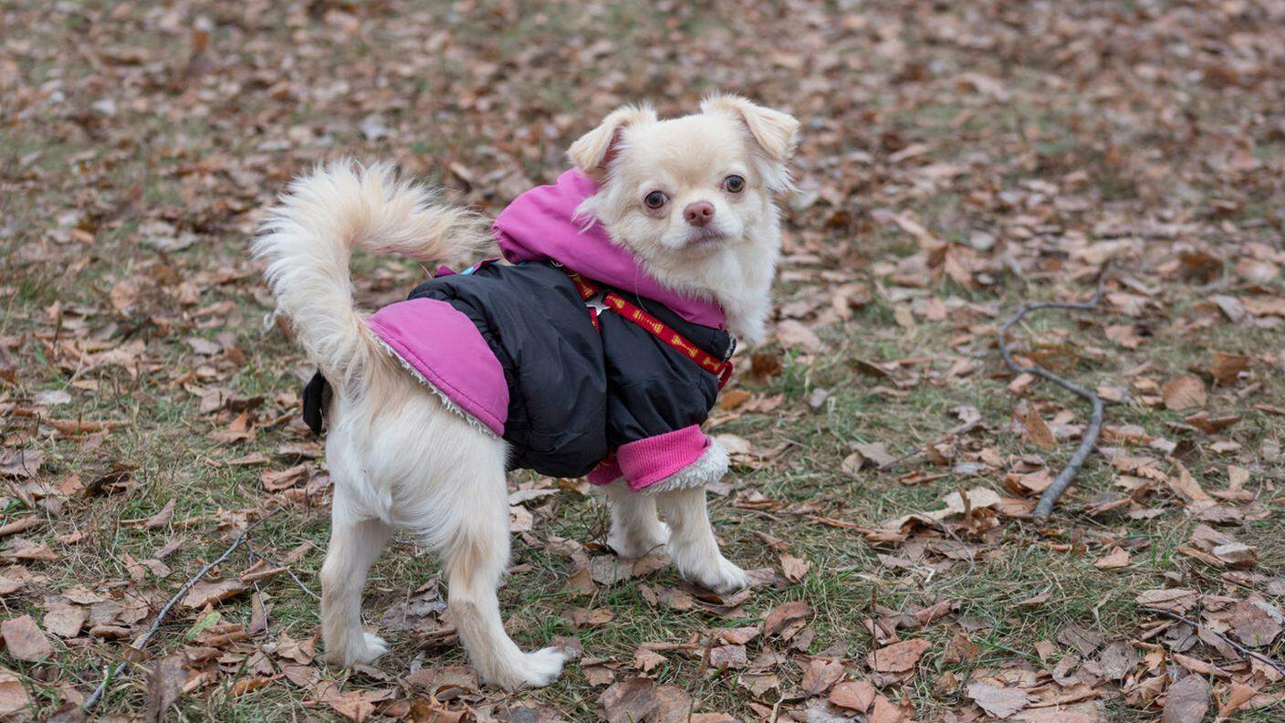 Chihuahua, cane con cappotto, mantellina