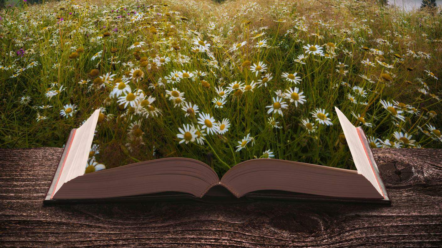 romanzo d'amore, libro, natura, fiori
