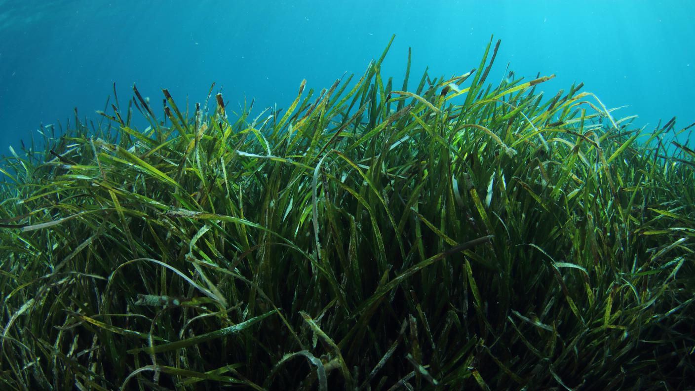 Posidonia