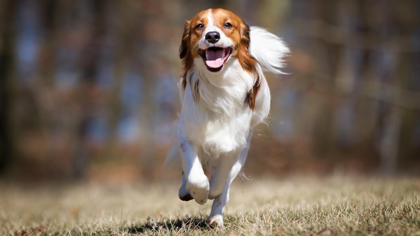 Un kooikerhondje all'aperto in natura