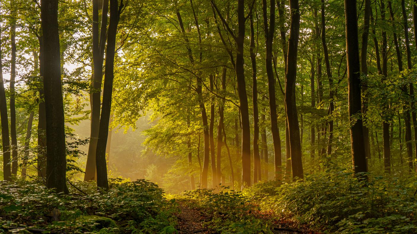 Foresta