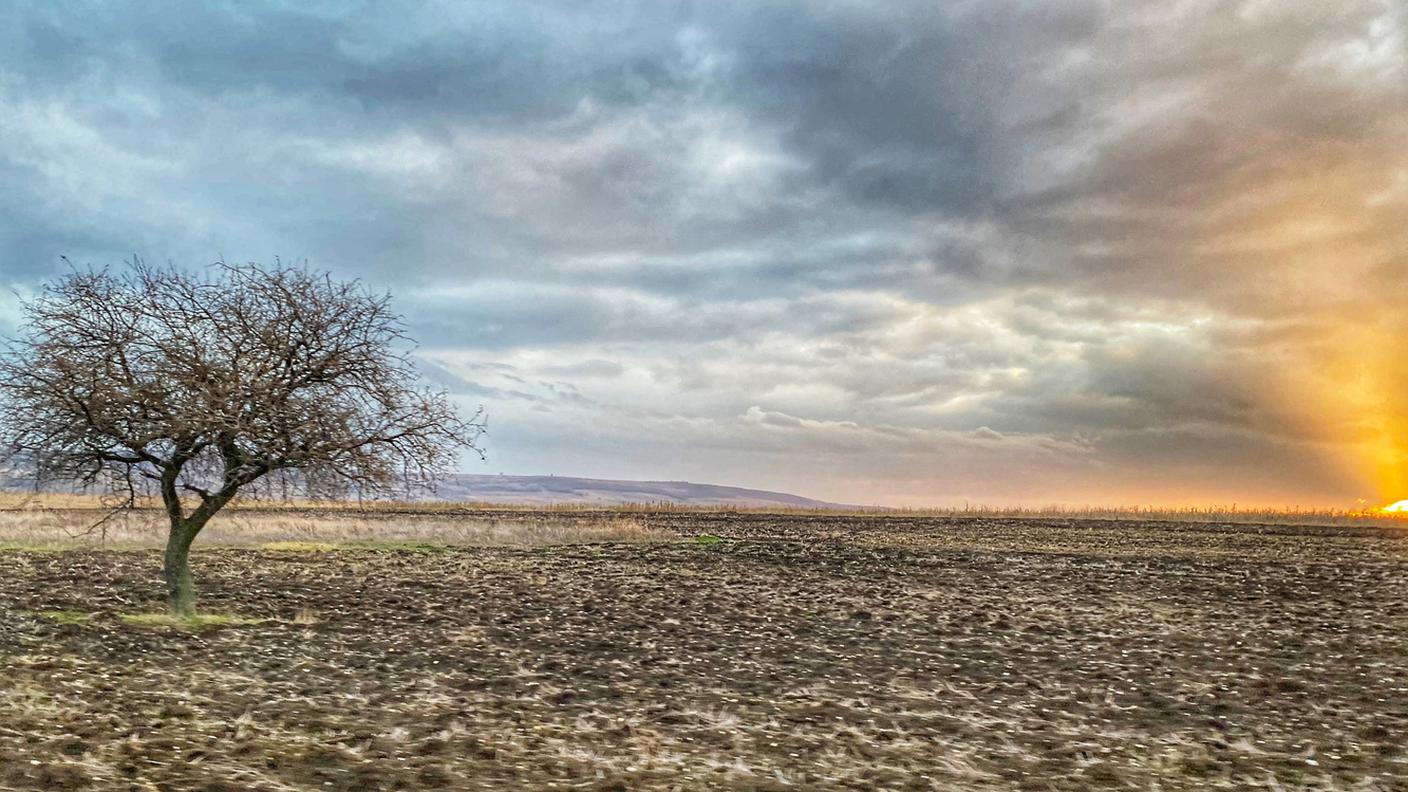 albero secco, clima secco, surriscaldamento climatico