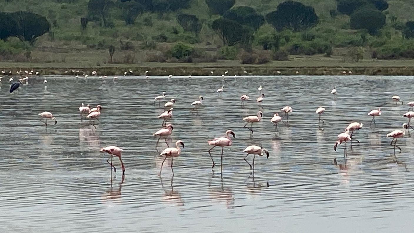 Fenicotteri
